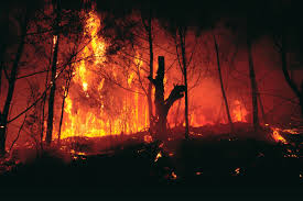 FEMA Disaster Updates